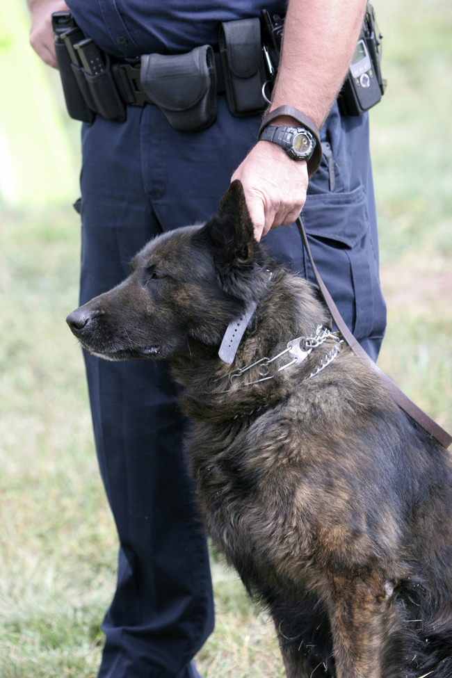 maitre-chien