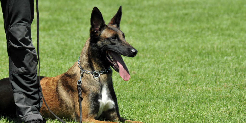Harnais d'intervention pour chien - Sécurité et forces spéciales