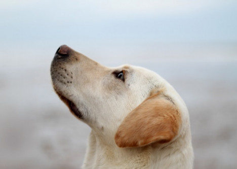 Conduttore cinofilo: focus sul labrador retriever